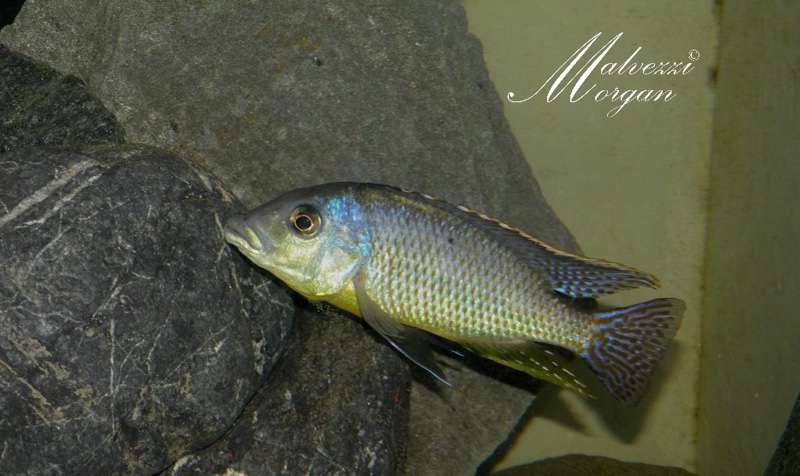 Protomelas ornatus 'Kirondo'